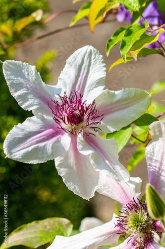 Obraz na plátně Clematis flower Countess of Wessex blooming in garden on sunny summer day