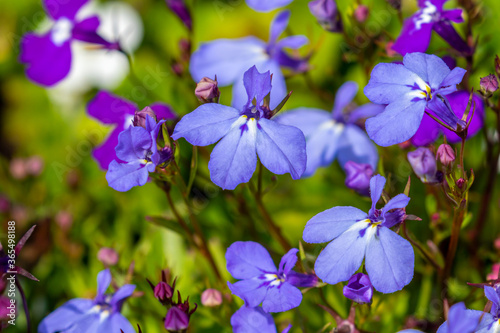 Closeup of lobelia flowers with blue and violet petals blooming during summer. Pretty, colorful garden plants.