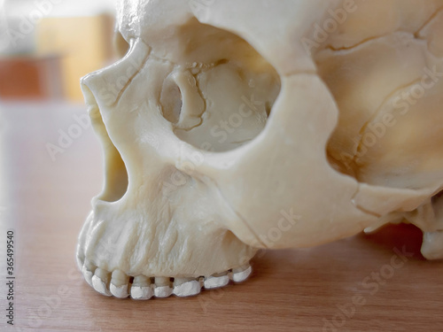 Plastic model of a human skull. Model for learning anatomy. Closeup is isolated on white. Selective focus.
