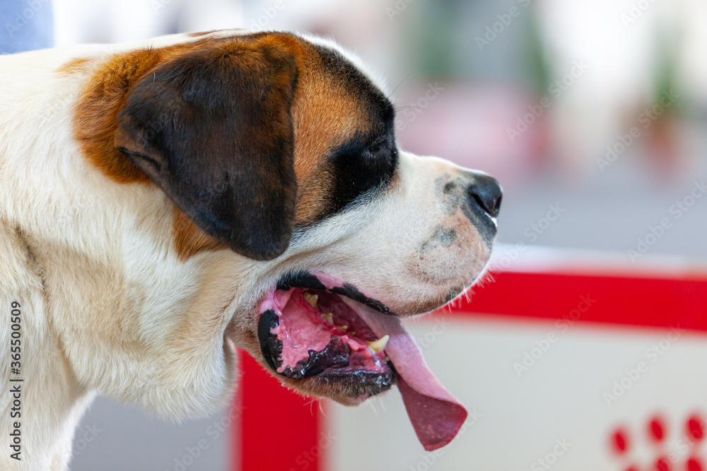 Obraz premium São Bernardo Cão