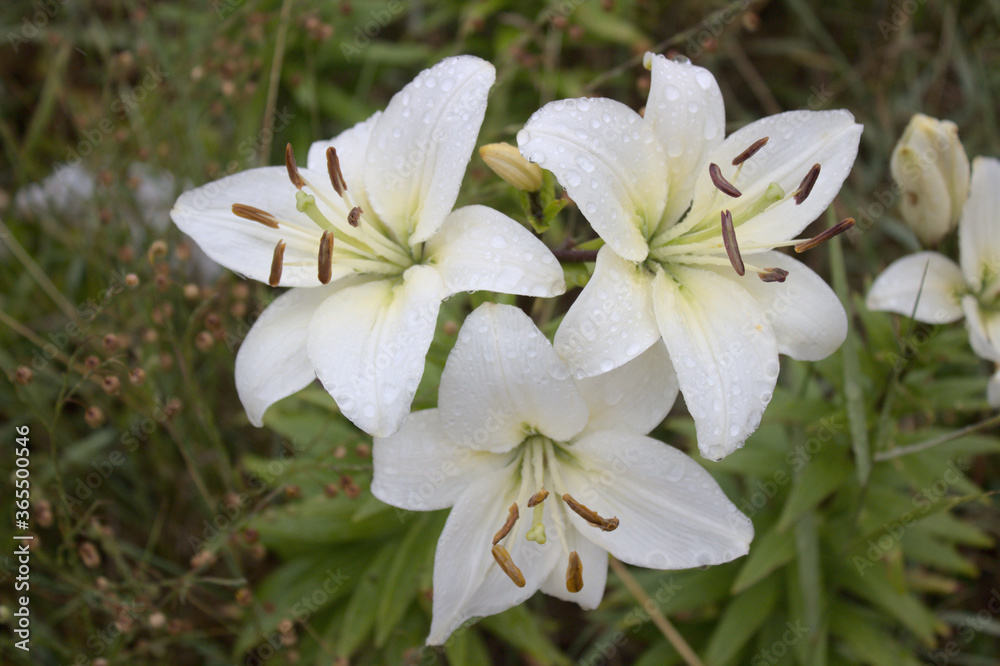 Weiße Lilien nach dem Regen