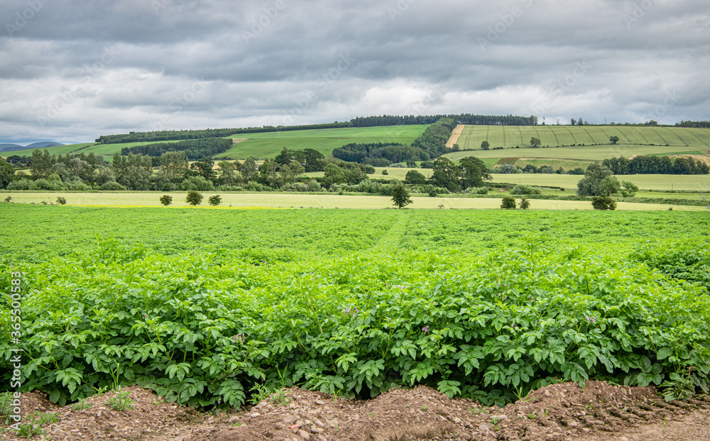 Potato field in the Teviot Valley, Scotland
