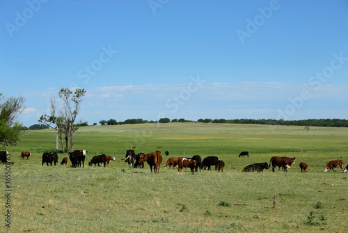 Cattle in Argentine countryside, Buenos Aires Province, Argentina. © foto4440