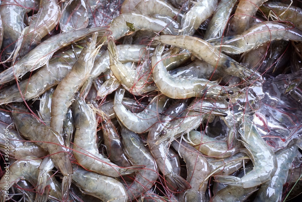 fresh shrimp at the market fresh shrimp at the market