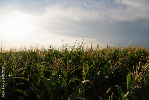 Agricultural corn field