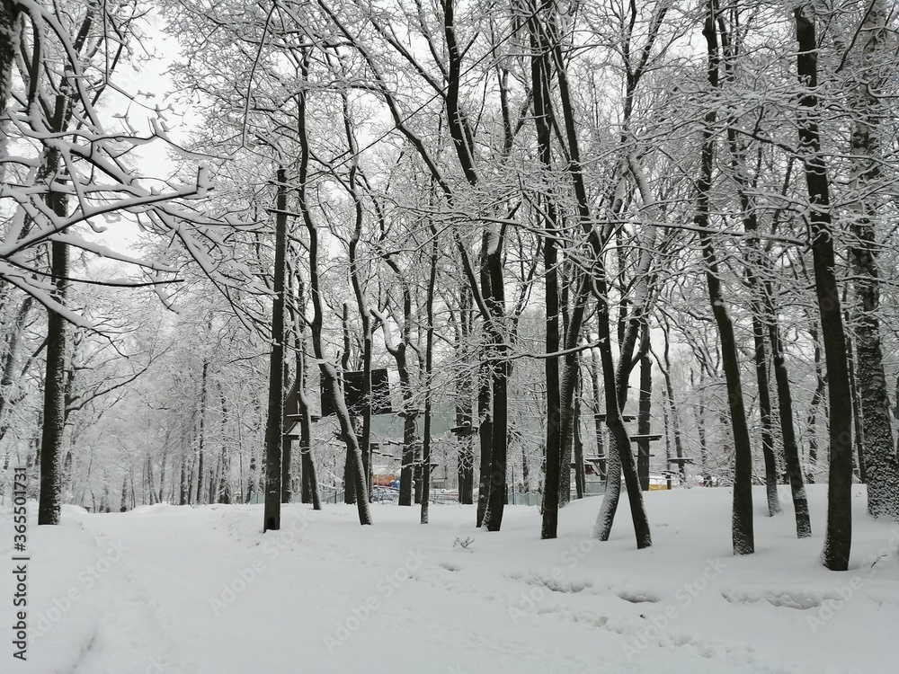 snow covered trees in the park snow covered trees in the park