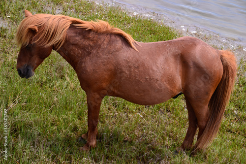 Wild brown pony grazes by the bay at Assateague Island National Seashore, Maryland