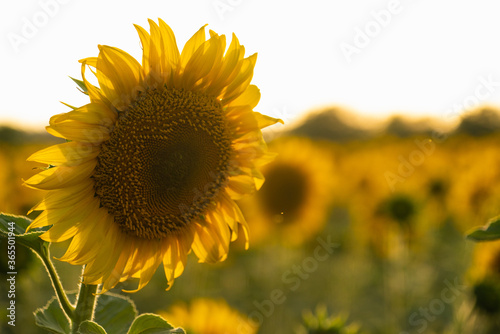 Fototapeta Naklejka Na Ścianę i Meble -  Agricultural sunflower field