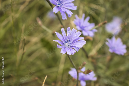 purple flower with green background