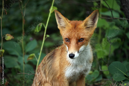 young fox in the woods close up