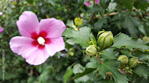한국 국가의 꽃 무궁화 Korean national flower rose of sharon