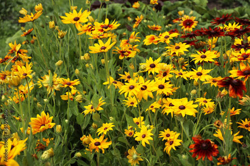 field of yellow flowers