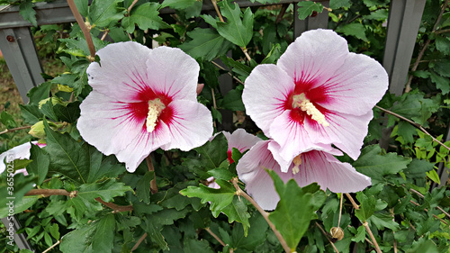 한국 국가의 꽃 무궁화 Korean national flower rose of sharon