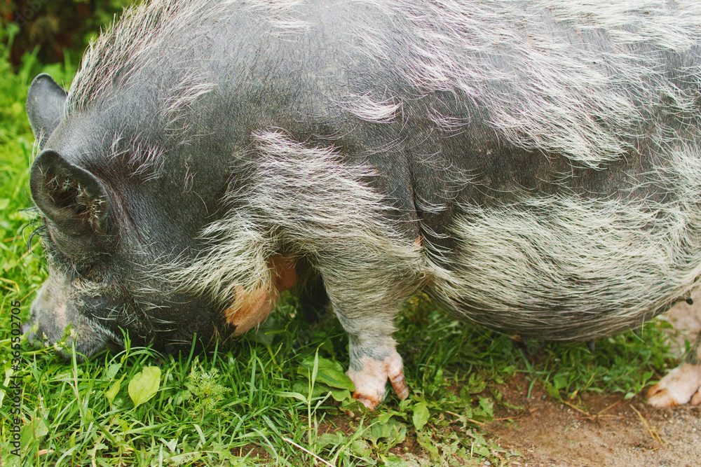 Close-up of a lying Vietnamese pig on a stone road in the mountains on a warm summer day. Close-up of a lying Vietnamese pig on a stone road in the mountains on a warm summer day.