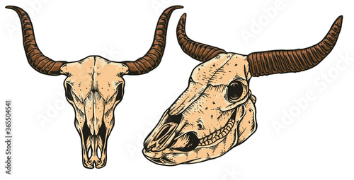 Bull Head Skull Vector Illustration