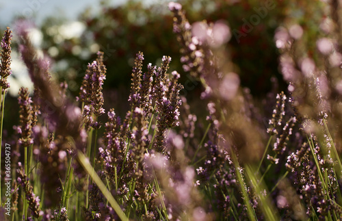 A beautiful Lavender garden in the South of France. Lavender  Lavandula