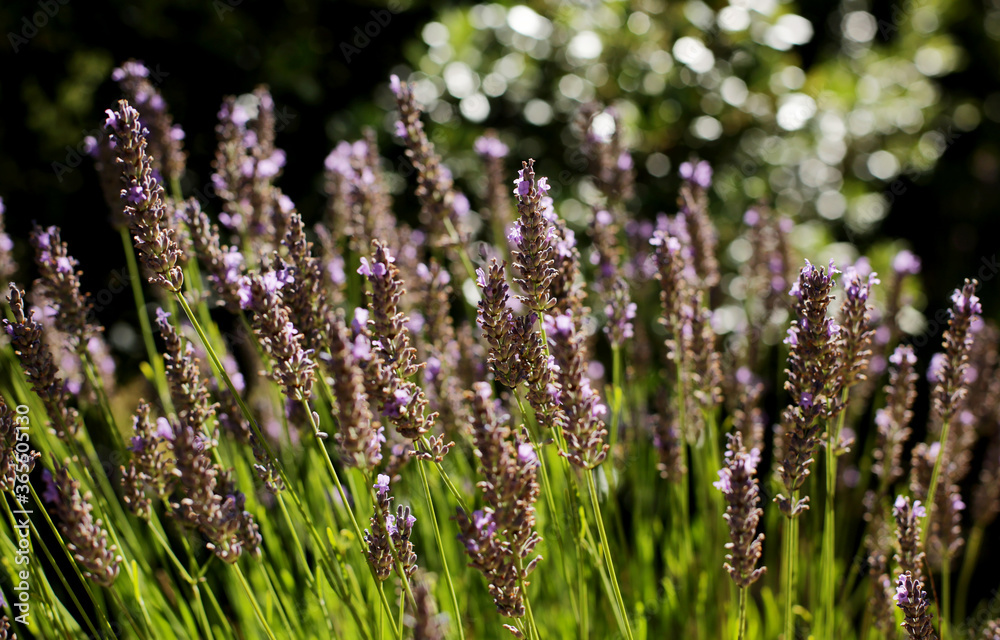 Obraz premium A beautiful Lavender garden in the South of France. Lavender, Lavandula