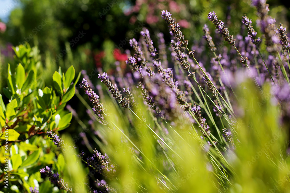 Obraz premium A beautiful Lavender garden in the South of France. Lavender, Lavandula