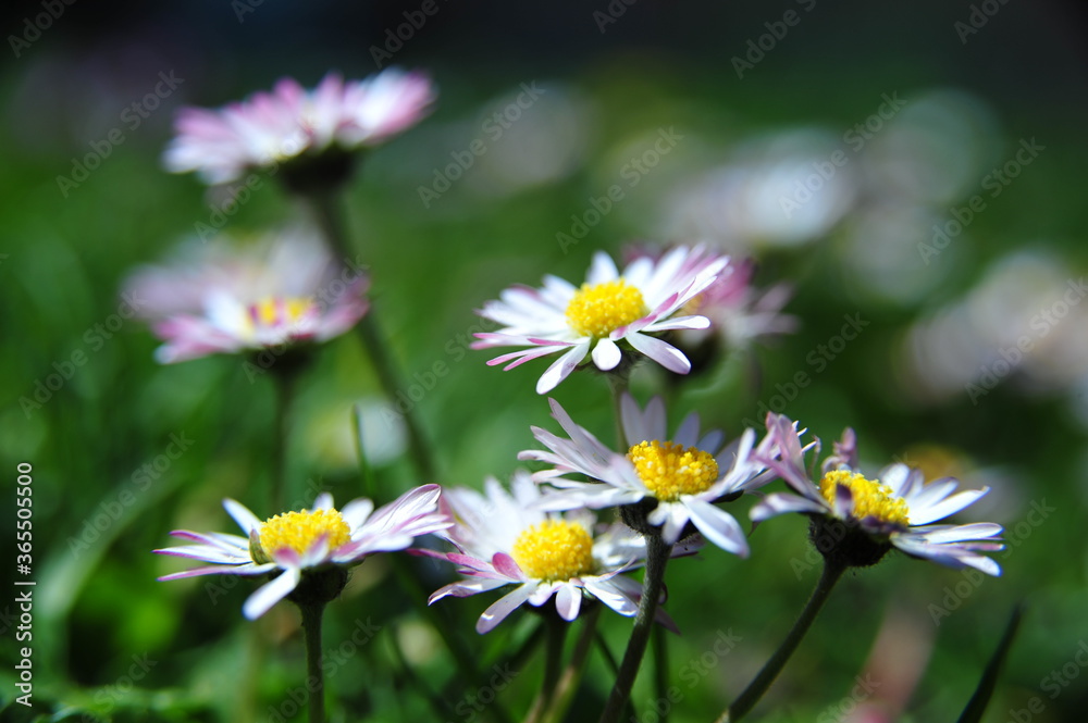 Freshness of early spring with green nature and daisies Freshness of early spring with green nature and daisies