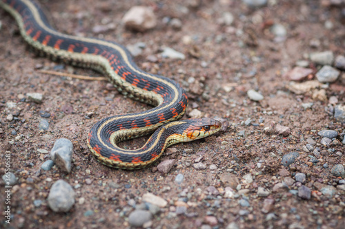 Colorful Common Garter Snake - Slithering Animals