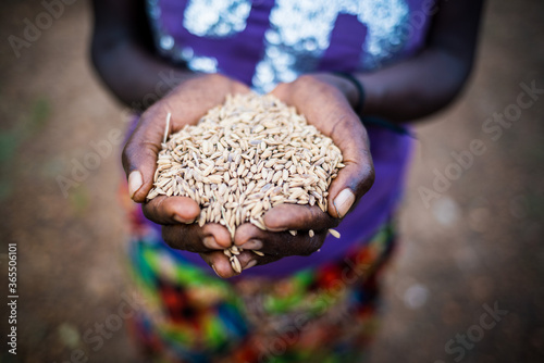 African hands holding rice
