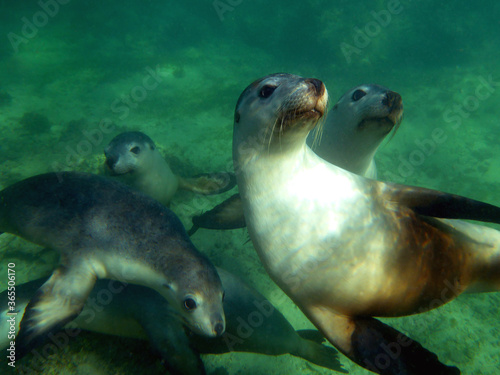 Playful young sea lions gathered in anticipation of some fun © Samantha