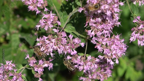 Multiple bees collecting honey on purple flowers in a close up viuew photo