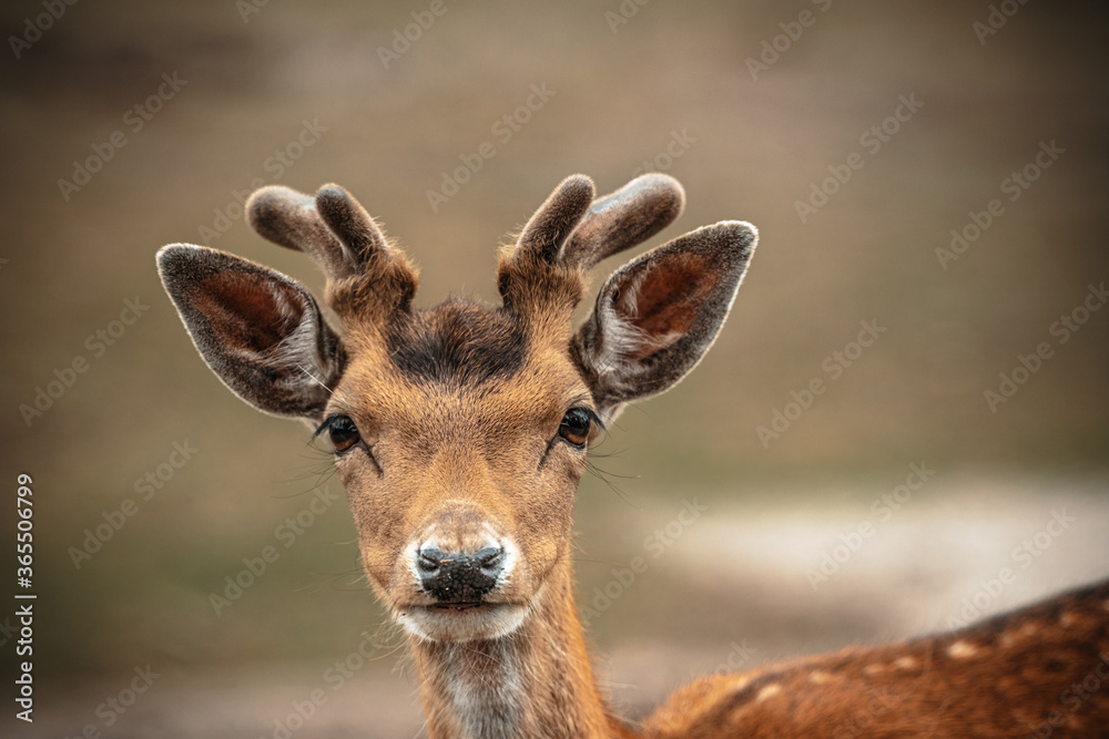 portrait of a young deer