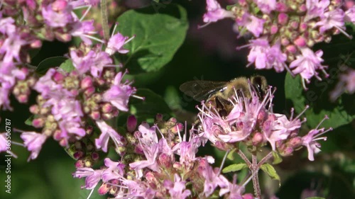 Multiple bees collecting honey on purple flowers in a close up viuew photo