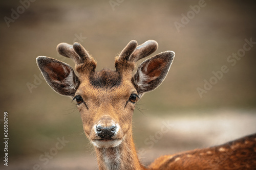 portrait of a young deer © Nicholas Art