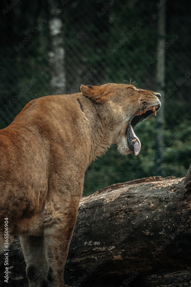 Fototapeta premium a lion cub