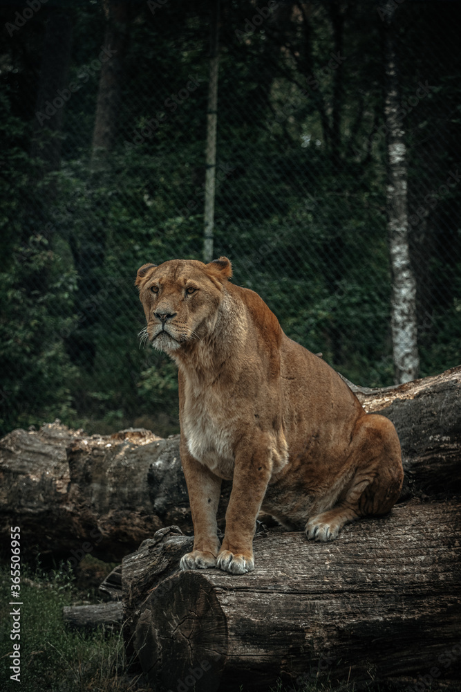 Fototapeta premium a lion cub
