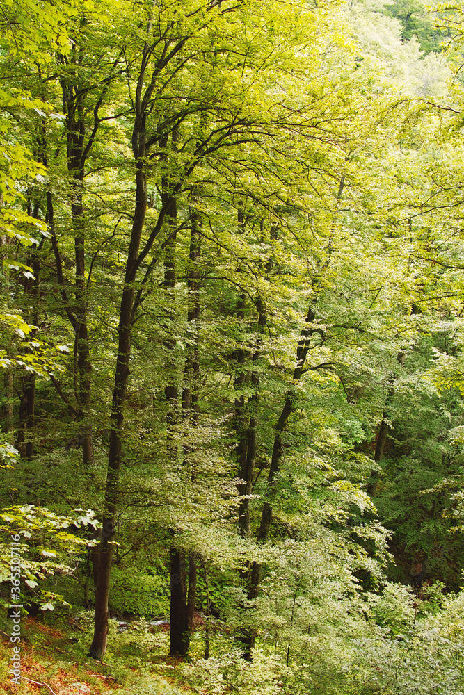 View of a fresh mountain deciduous forest in spring in the Carpathian mountains. View of a fresh mountain deciduous forest in spring in the Carpathian mountains.