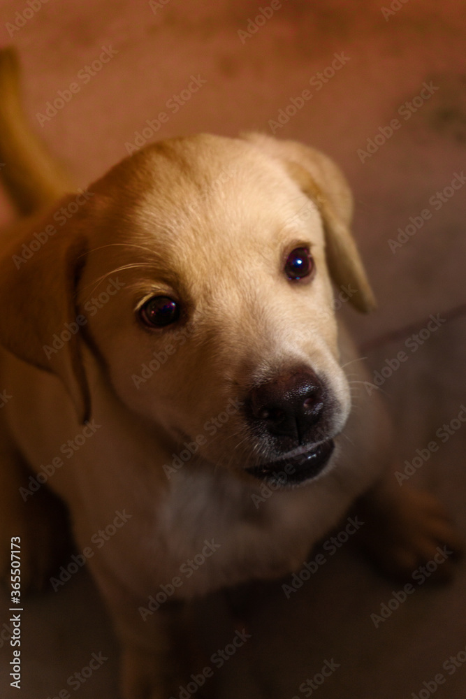 LABRADOR RETRIEVER PUPPY LOOKING FOR THE TREAT LABRADOR RETRIEVER PUPPY LOOKING FOR THE TREAT
