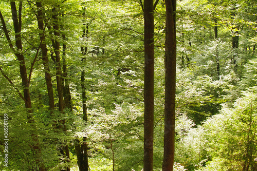 View of a fresh mountain deciduous forest in spring in the Carpathian mountains.