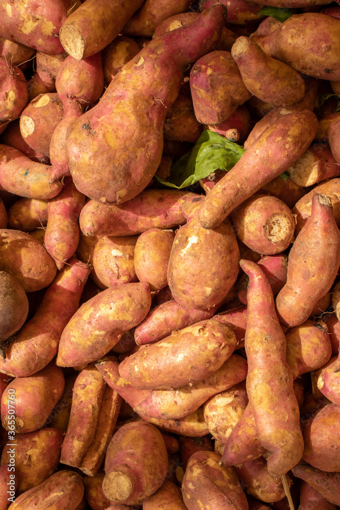 Sweet Potato Vegetable Background and Wallpaper in Vertical Orientation Sweet Potato Vegetable Background and Wallpaper in Vertical Orientation