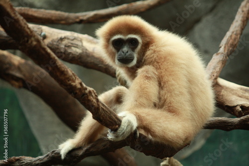 Obraz na plátně Gibbon Affe im Kölner Zoo in Deutschland