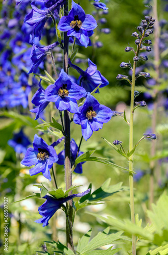 blue delphinium flowers in garden