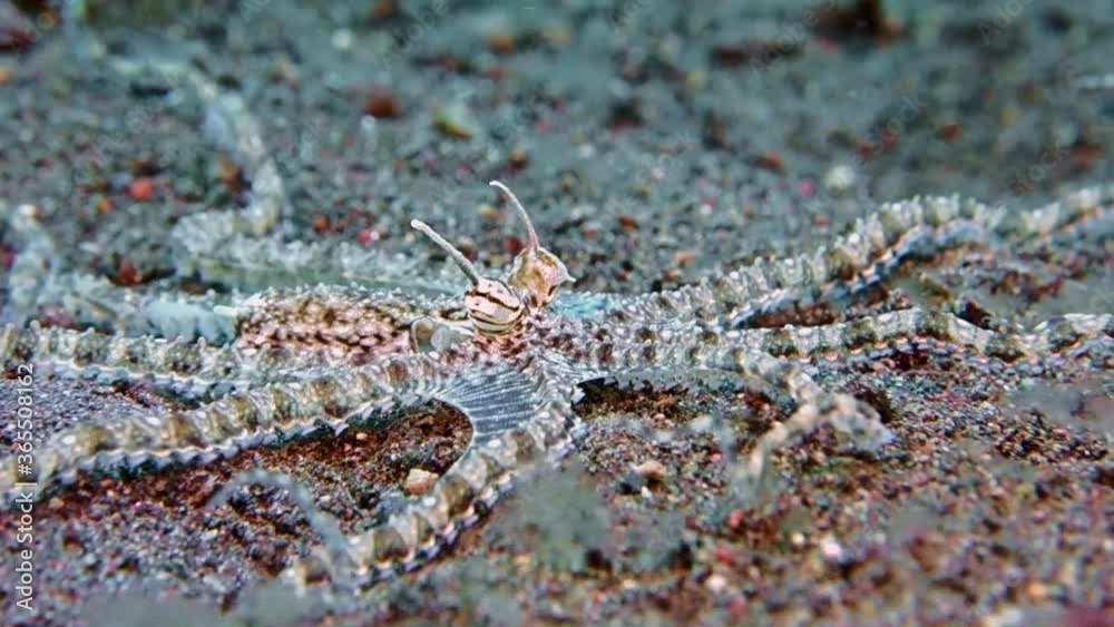 A mimic octopus crawls along black volcanic sand and hunts. At the same time, he constantly changes his skin color. Bali. Tulamben. A mimic octopus crawls along black volcanic sand and hunts. At the same time, he constantly changes his skin color. Bali. Tulamben.