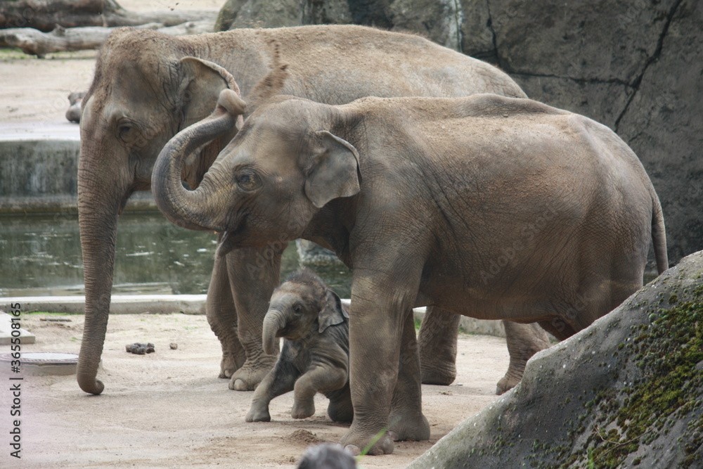 Fototapeta premium Elefantenpaar mit Kind im Kölner Zoo in Deutschland