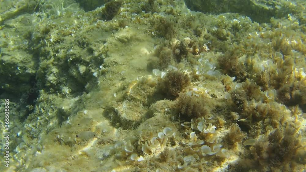Underwater sea urchins in clear water Sardinia. Italy Underwater sea urchins in clear water Sardinia. Italy