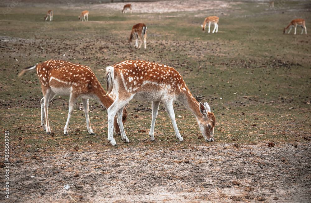 Fototapeta premium group of deer