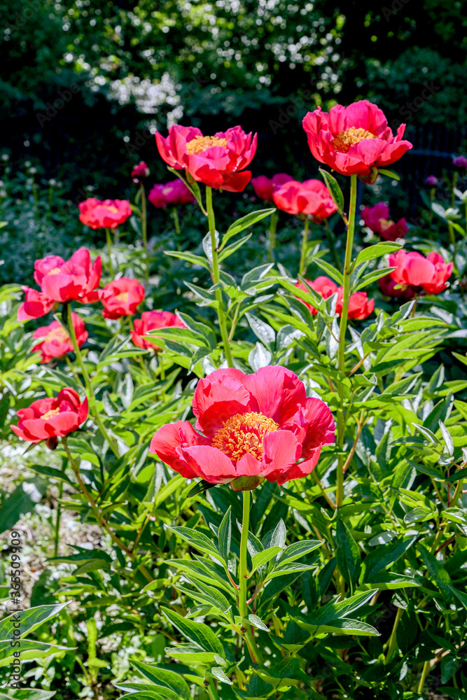 pink peony flowers in the garden pink peony flowers in the garden