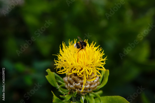 Yellow flower of centaurea macrocephala. The bee collects nectar on flowers centaurea macrocephala.