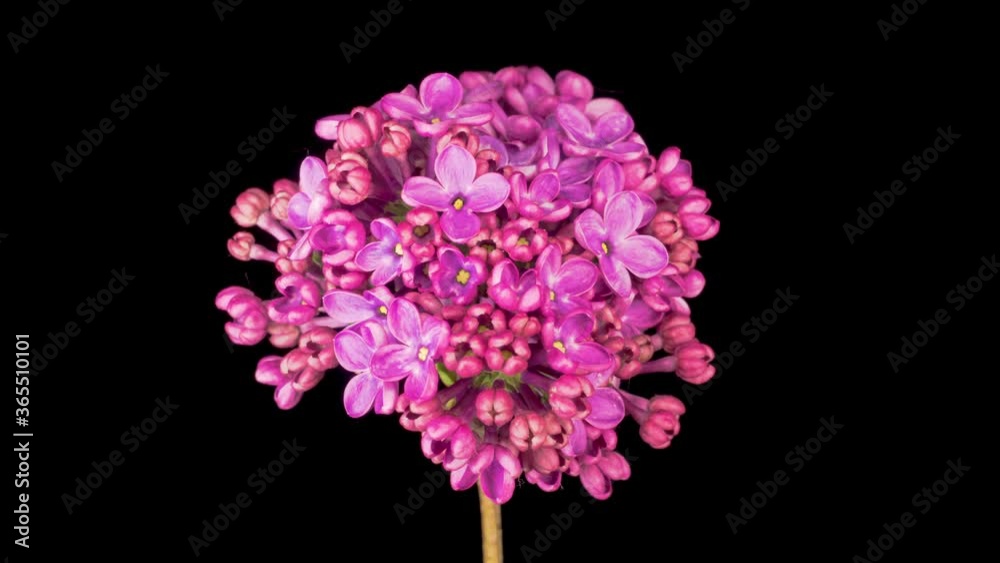 Beautiful Time Lapse of Opening Violet Flower of Lilac on a Black Background. Time Lapse. 4K. Beautiful Time Lapse of Opening Violet Flower of Lilac on a Black Background. Time Lapse. 4K.
