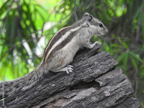 A Squirrel in the nature © PradeepKumar