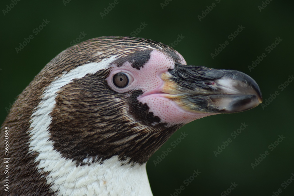 Fototapeta premium Happy Penguin