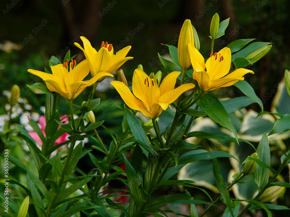 Yellow Lily flowers in the garden Yellow Lily flowers in the garden