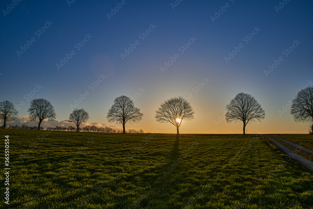 Fototapeta premium Baum am Abend