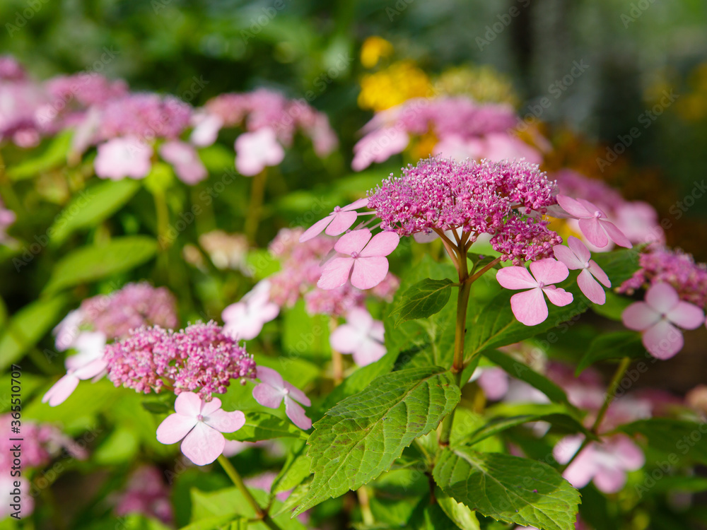 Blossom Hydrange Koreana in garden. Pink flowers of Hydrange Koreana Blossom Hydrange Koreana in garden. Pink flowers of Hydrange Koreana